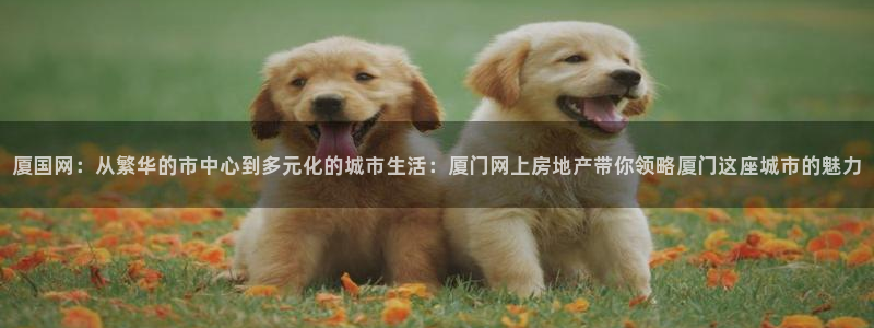 新宝5唯一：厦国网：从繁华的市中心到多元化的城市生活：厦门网