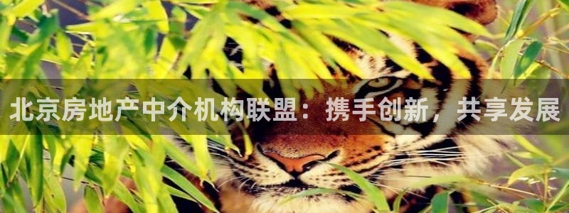 新宝5蒋7O667：北京房地产中介机构联盟：携手创新，共享发