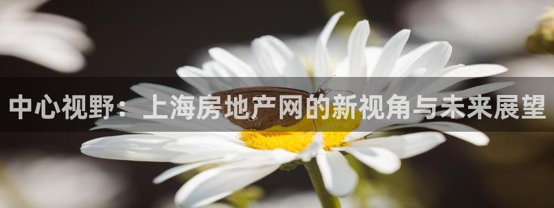 新宝5黑：中心视野：上海房地产网的新视角与未来展望