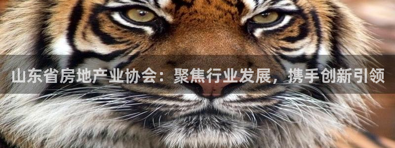 新宝rc_5w：山东省房地产业协会：聚焦行业发展，携手创新引