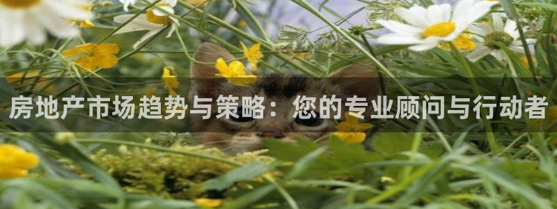 菲律宾新宝5老板：房地产市场趋势与策略：您的专业顾问与行动者