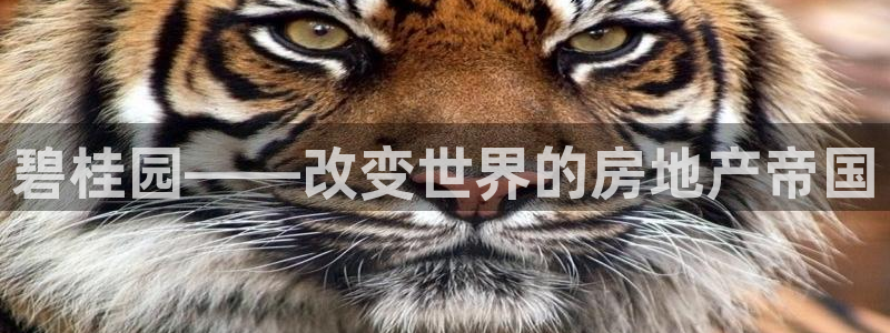 新宝5娱乐没：碧桂园——改变世界的房地产帝国